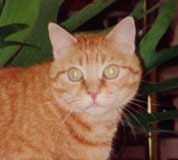 Photo du chat europeen roux Fripon